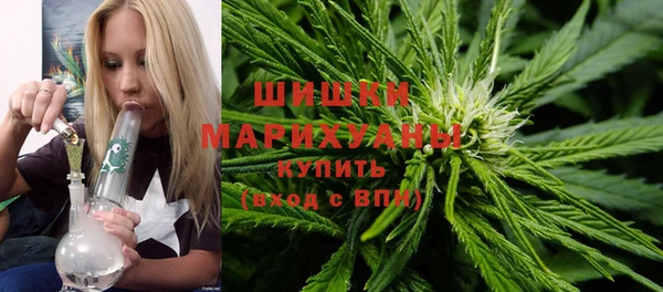 прущие грибы Инта