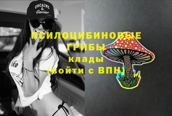 прущие грибы Инта
